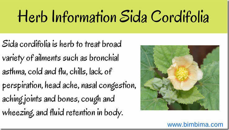 Sida Cordifolia Planta medicinal (semillas 30)