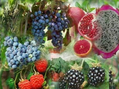 Plantas ornamental &amp; medicinal