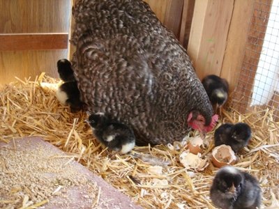 Huevos Fértil para incubar