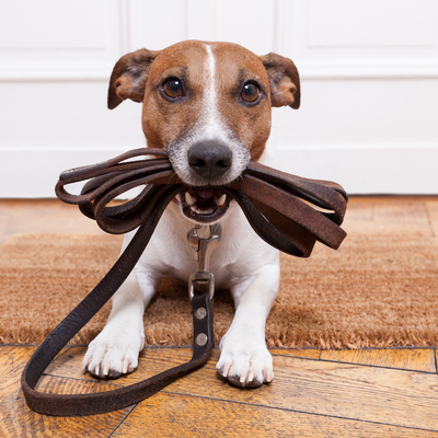 Leashes, Collars &amp; Accessories