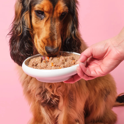 Wet Food