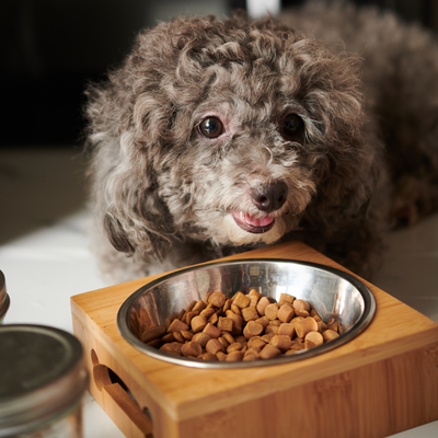 Dry Kibble