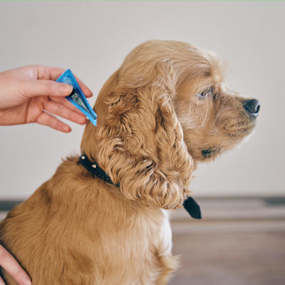 Flea &amp; Tick Prevention