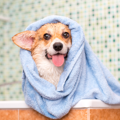 Grooming Supplies