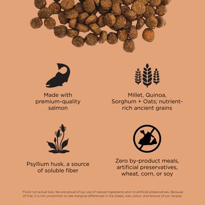 Go! Solutions Digestion + Gut Health Salmon Recipe with Ancient Grains for cats