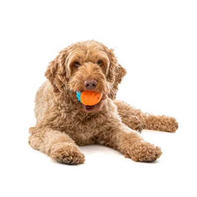 GURU Crunch &amp; Squeak Ball Dog Toy (2 Pack)