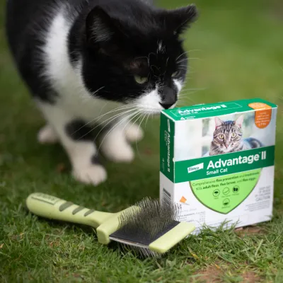 Flea &amp; Tick Prevention