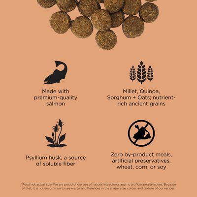 Go! Solutions Digestion + Gut Health Salmon Recipe with Ancient Grains for dogs
