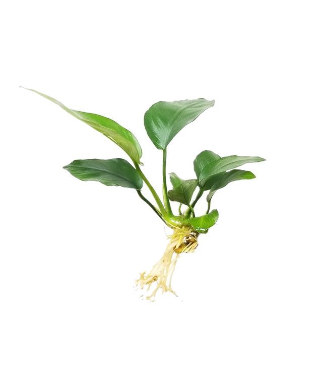 Anubias - Small
