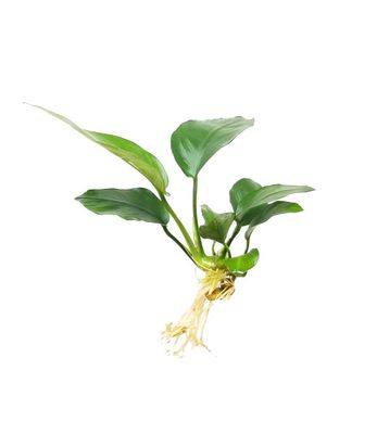 Anubias - Small