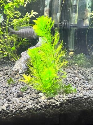 Hornwort (Ceratophyllum Demersum)