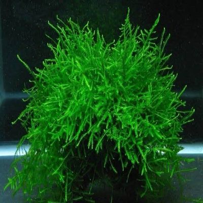 Java Moss (Taxiphyllum barbieri)