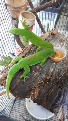 Giant Day Geckos (Phelsuma madagascariensis grandis)