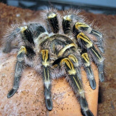 Chaco Golden Knee - G. pulchripes