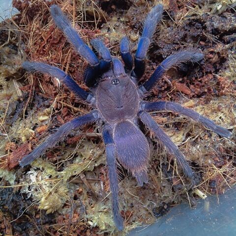 Vietnam Blue - Chilobrachys Dyscolus sp. Female