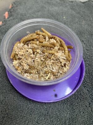 Mealworms 500gr