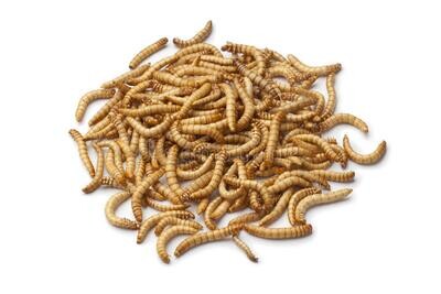 Mealworms 50gr