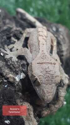 Crested Gecko Hatchling - #4 P#3 Yoda SOLD