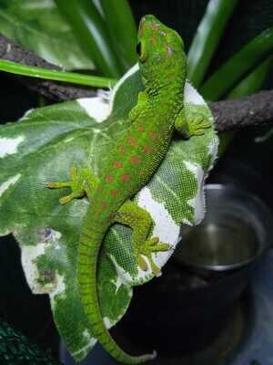 Giant Day Geckos (Phelsuma Madagascariensis Grandis)