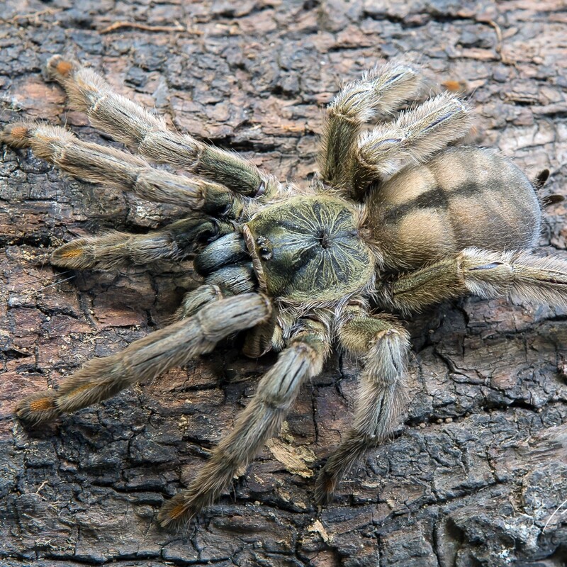 Trinidad Chevron - Psalmopoeus Cambridgei 1.5cm&gt; Slings