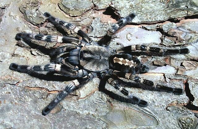 Wessels Tiger Ornamental -  Poecilotheria Tigrinawesseli (Female)