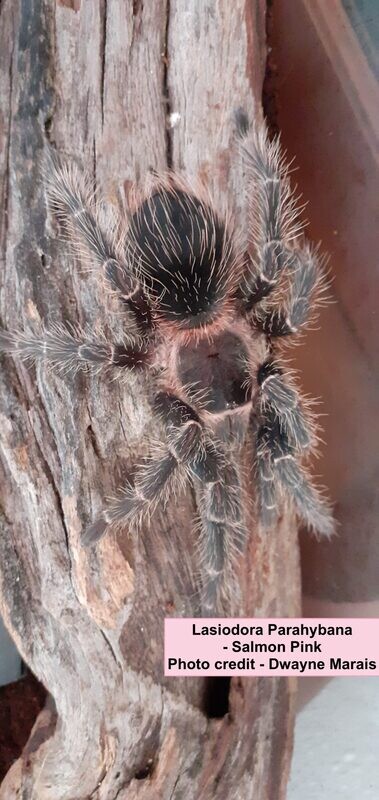 Salmon Pink Birdeater (L. parahybana) Starter kit