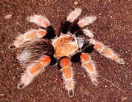 Mexican Fire Leg - B. Boehmei 13cm Female