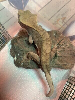 Crested Gecko (Adult Male) Ringo SOLD