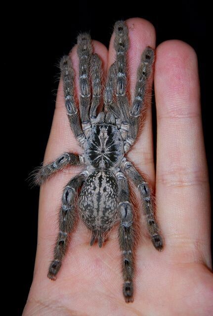 Togo Starburst - Heteroscodra Maculata