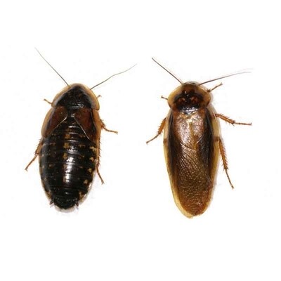 Dubia Roaches 100 Mixed sizes