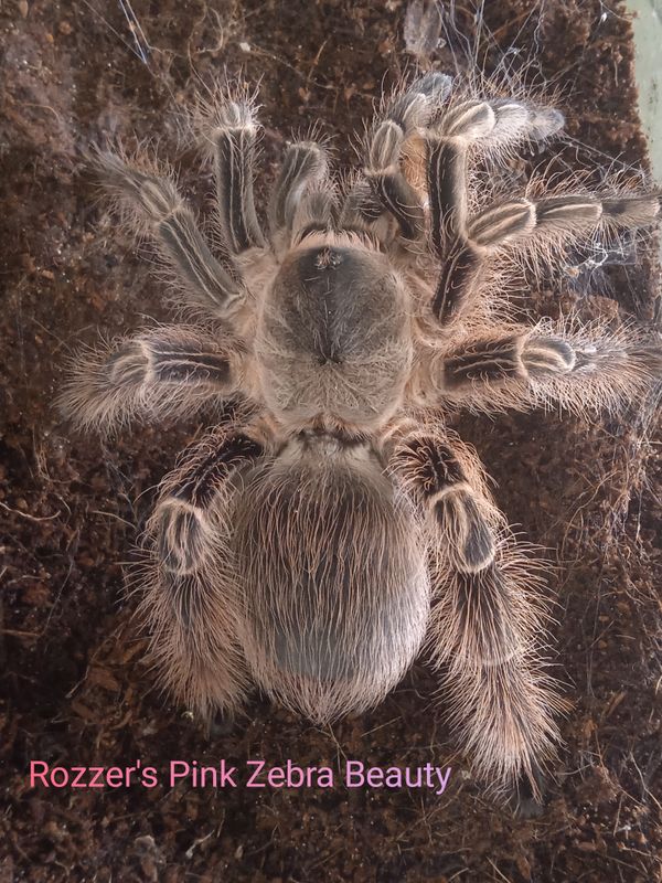 Tarantulas