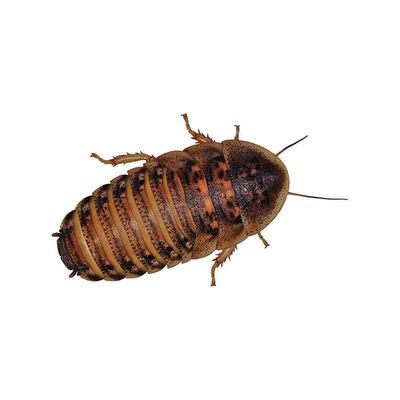 Dubia roaches