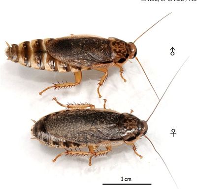 Lobster Roaches