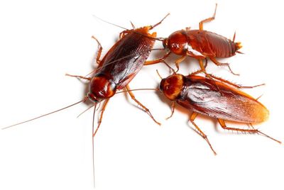 Turkistan roaches