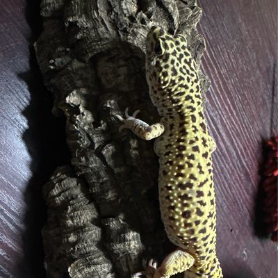 Leopard Gecko Adult Male