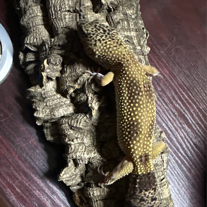 Leopard Gecko - Adult Female
