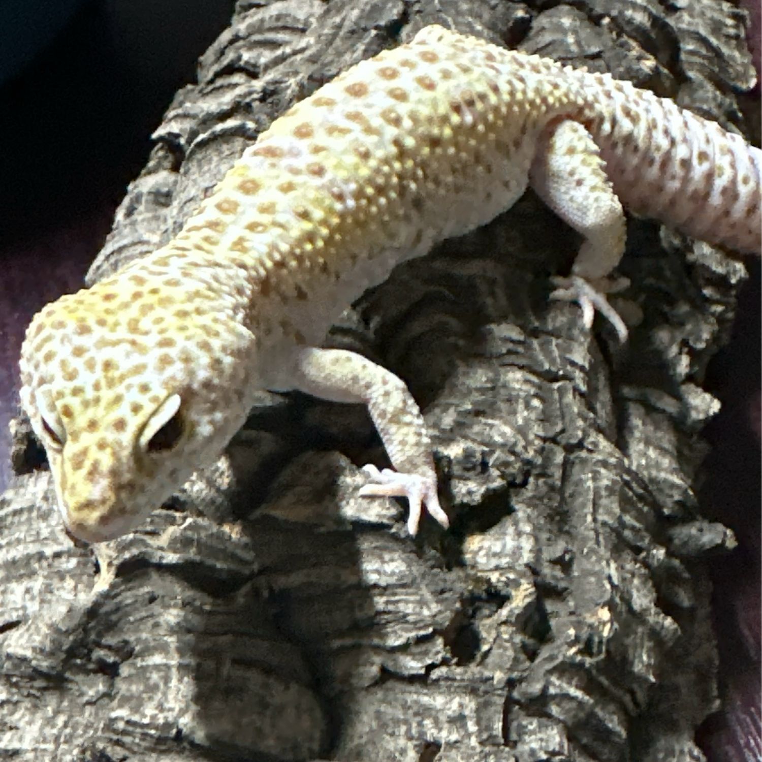 Leopard Gecko Adult Male