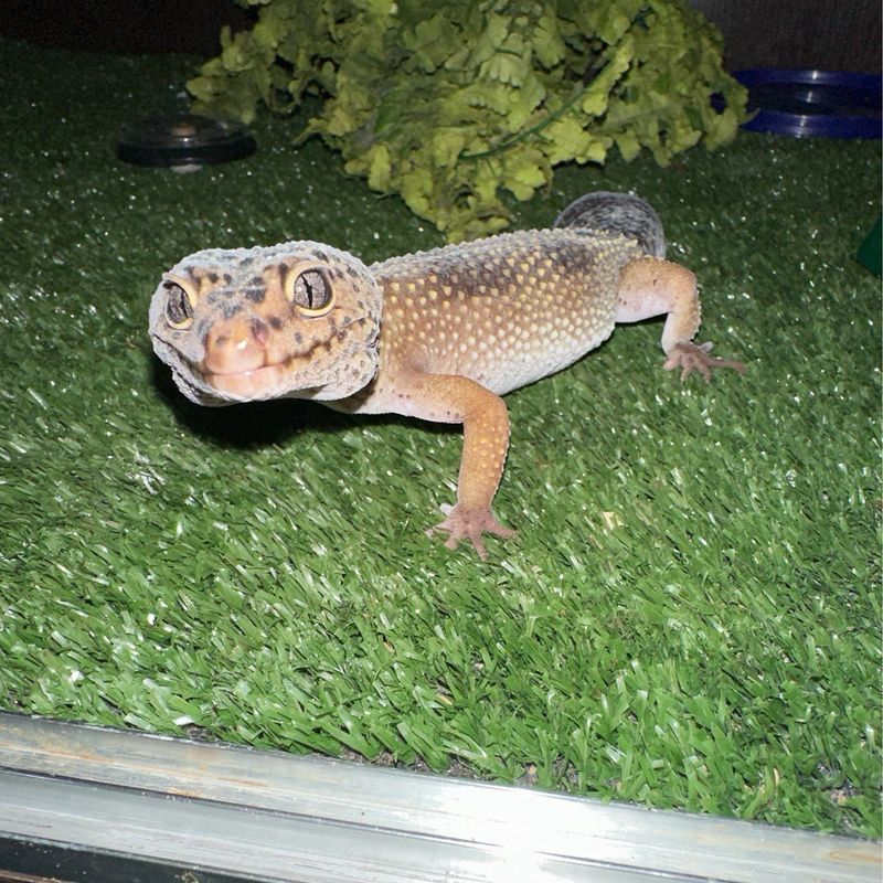 Leopard Gecko Adult Female