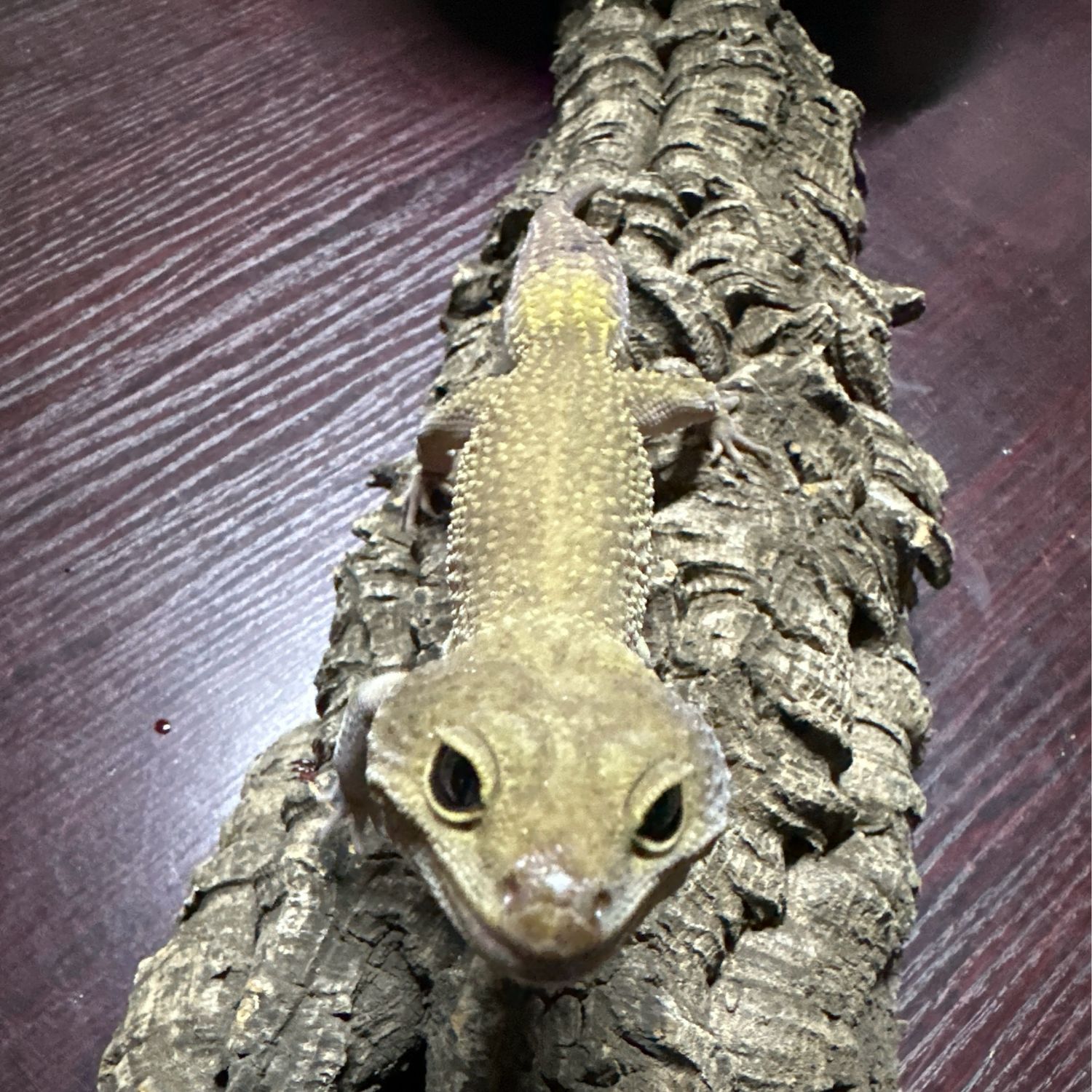 Leopard Gecko Adult Male