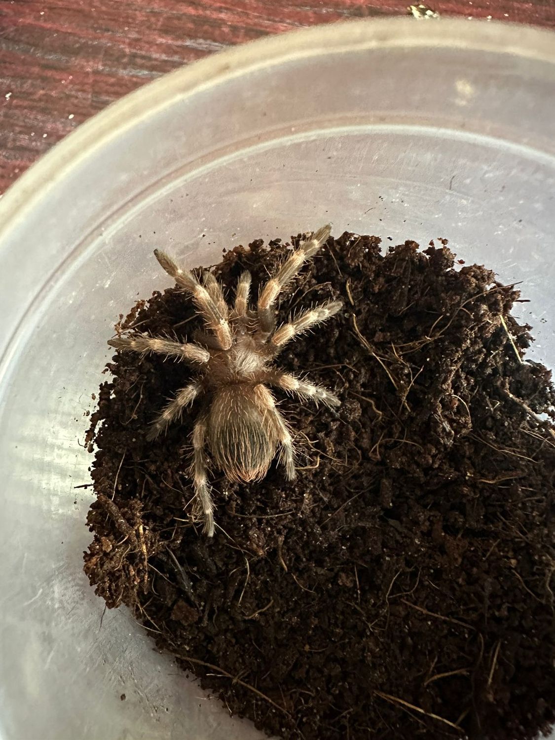 B. Red &amp; White Knee 4cm - N. Chromatus