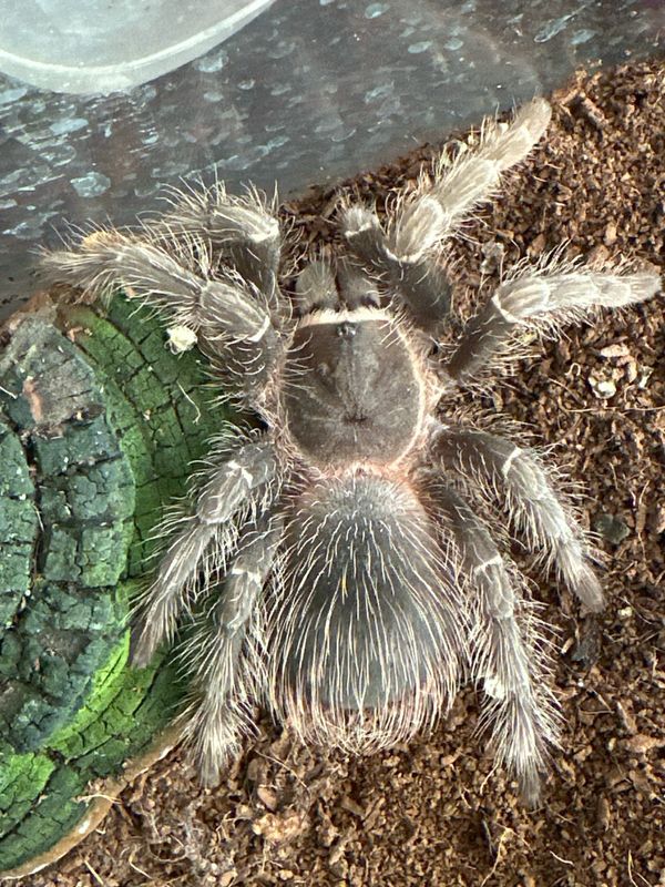 Salmon Pink Birdeater (L.parahybana) 11cm&gt; Female