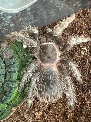 Salmon Pink Birdeater (L.parahybana) 11cm&gt; Female