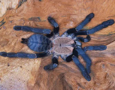 Hati Hati - Purple Earth Tiger 4cm&gt;