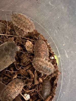 Isopods - Cyro rust scraber x 10