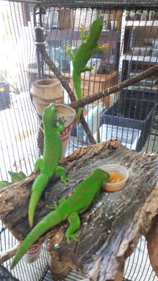 Day Geckos