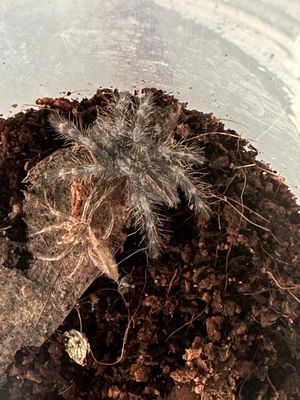 Indian Ornamental (P. regalis) +~3cm&gt; slings