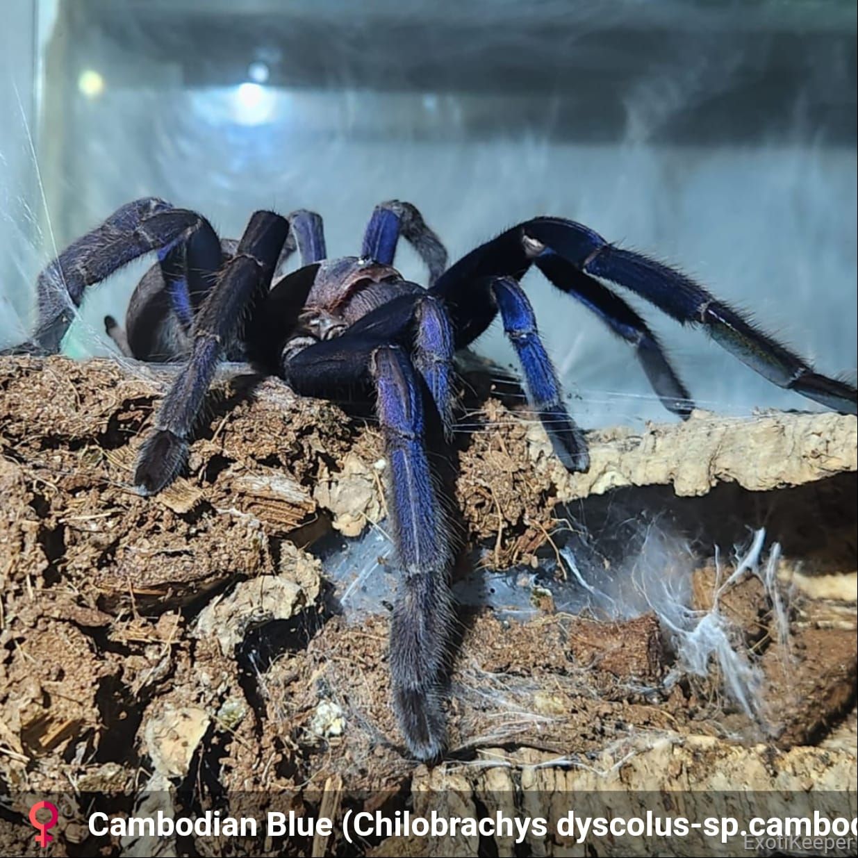 Cambodia Blue - Chilobrachys sp. sling - Starterkit