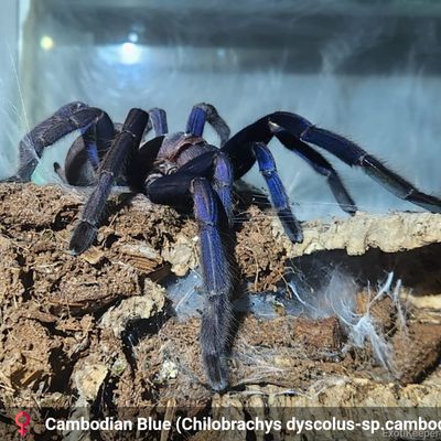 Cambodia Blue - Chilobrachys sp. sling - Starterkit