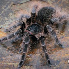 Brazilian Red Birdeater - N Carapoensis Starter Kit