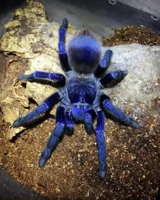 Brazilian Blue - P. Sazimai Sling